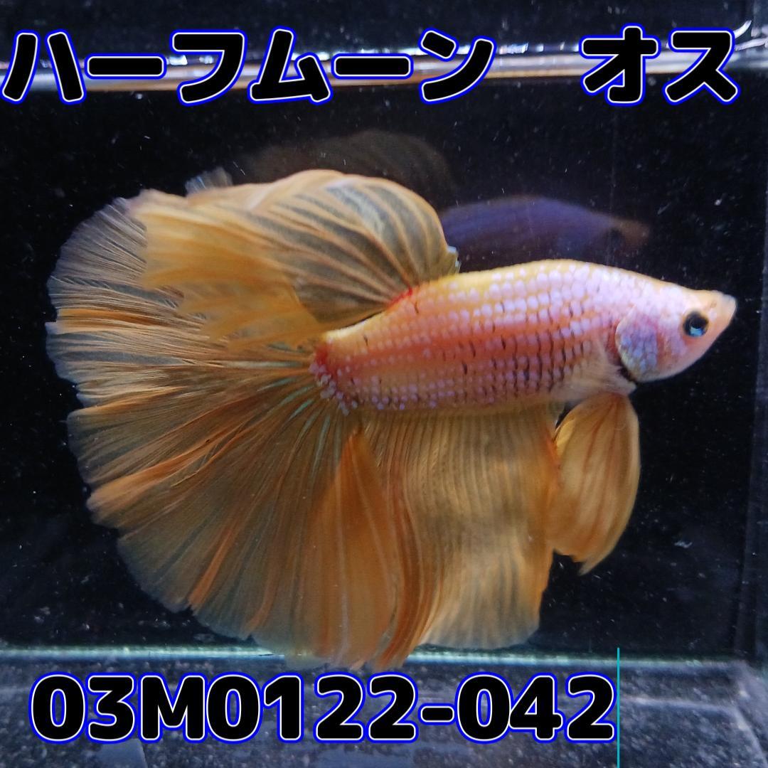 Bettery Beta Male Yellow Dragon 03M0122-042 Полунел-био-тропическая рыба