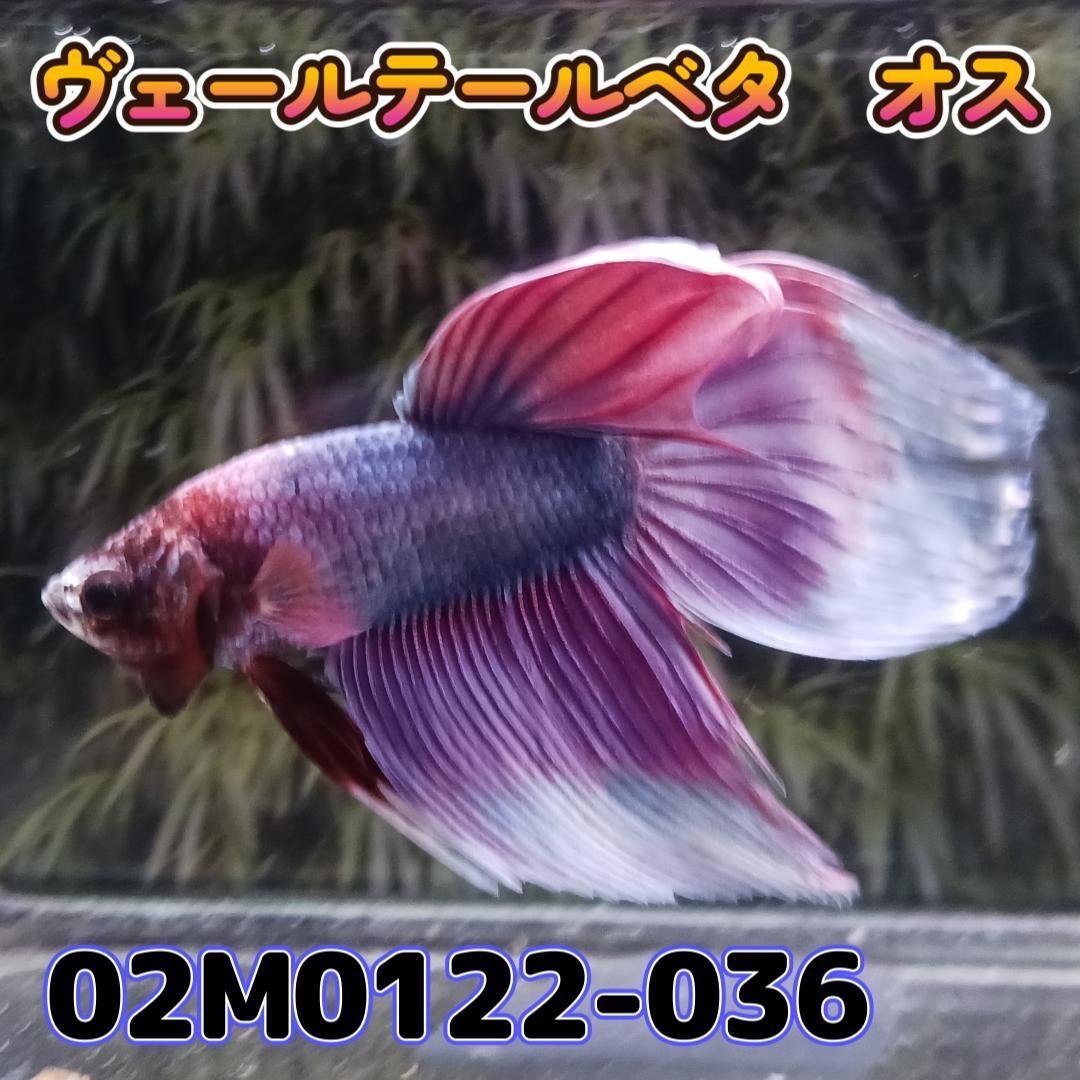 ベタ　ベールテール　オス　ラベンダーバタフライ　02M0122-036　トラディショナル　生体　熱帯魚_画像3