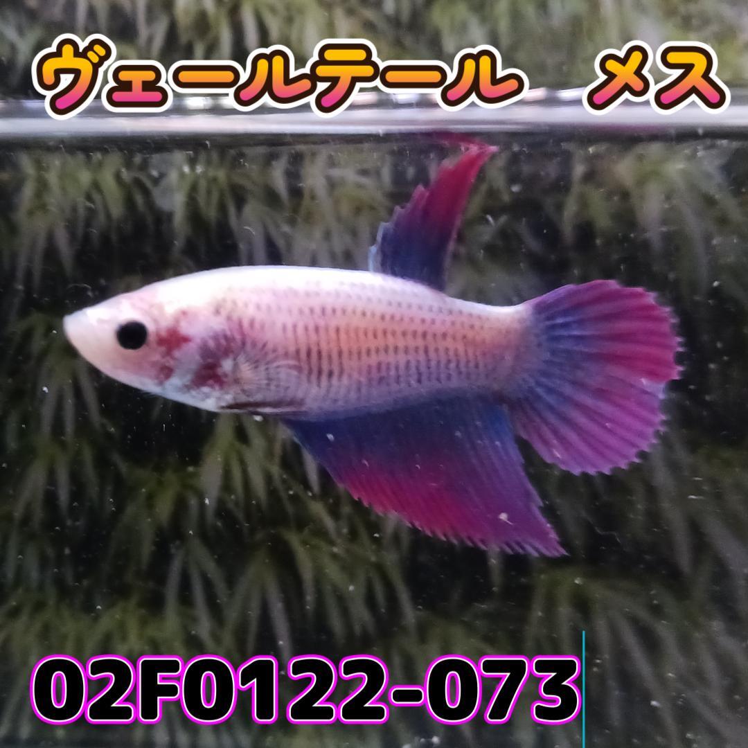 ベタ　ベールテール　メス　02F0122-073　トラディショナル　熱帯魚　生体_画像1