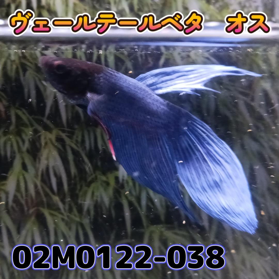 ベタ　ベールテール　オス　02M0122-038　トラディショナル　生体　熱帯魚_画像1