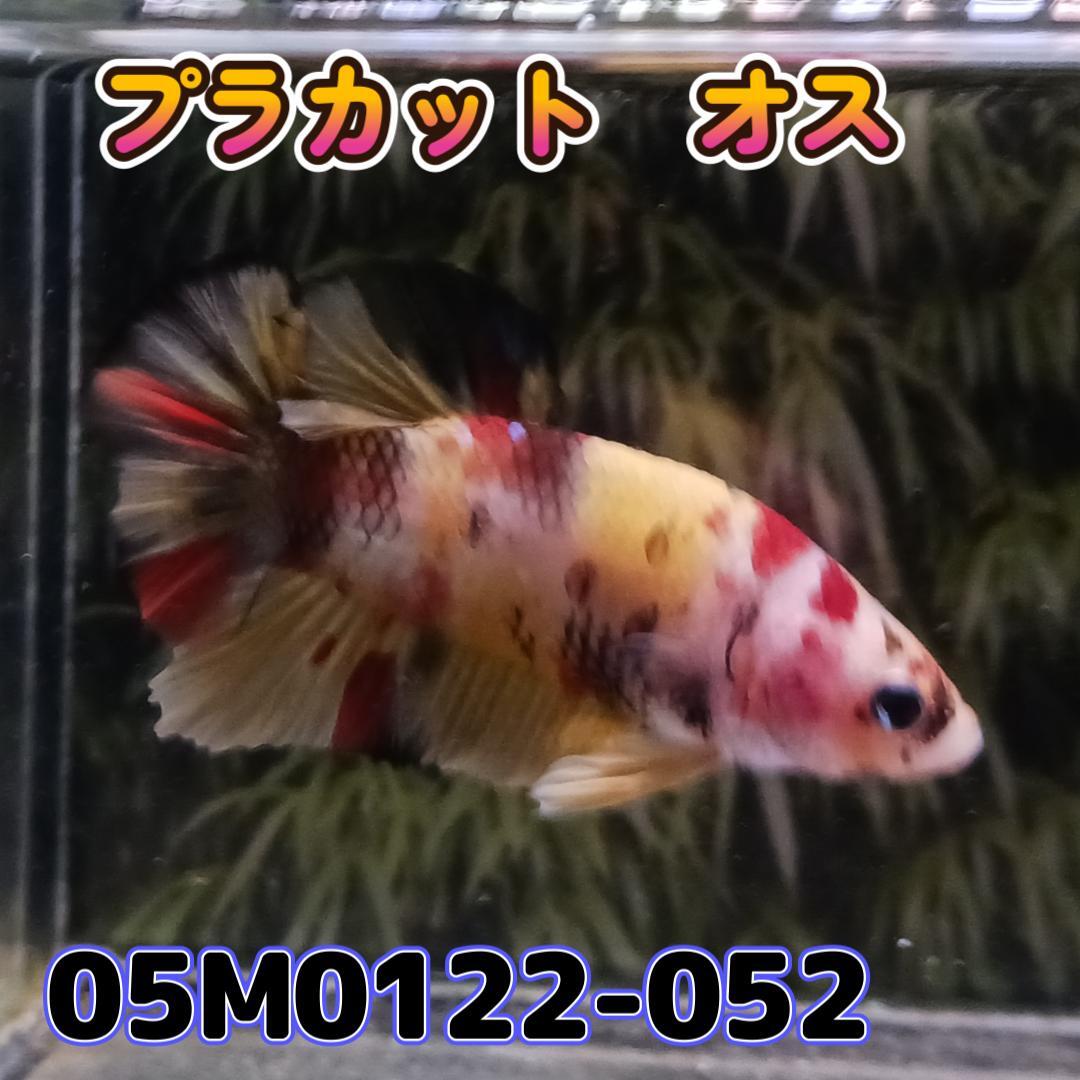 ベタ　プラカット　オス　ニモ　05M0122-052　生体　熱帯魚_画像2