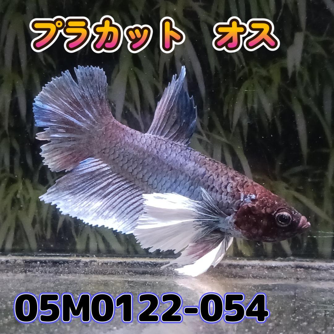 ベタ　プラカット　オス　ダンボ　05M0122-054　生体　熱帯魚_画像4