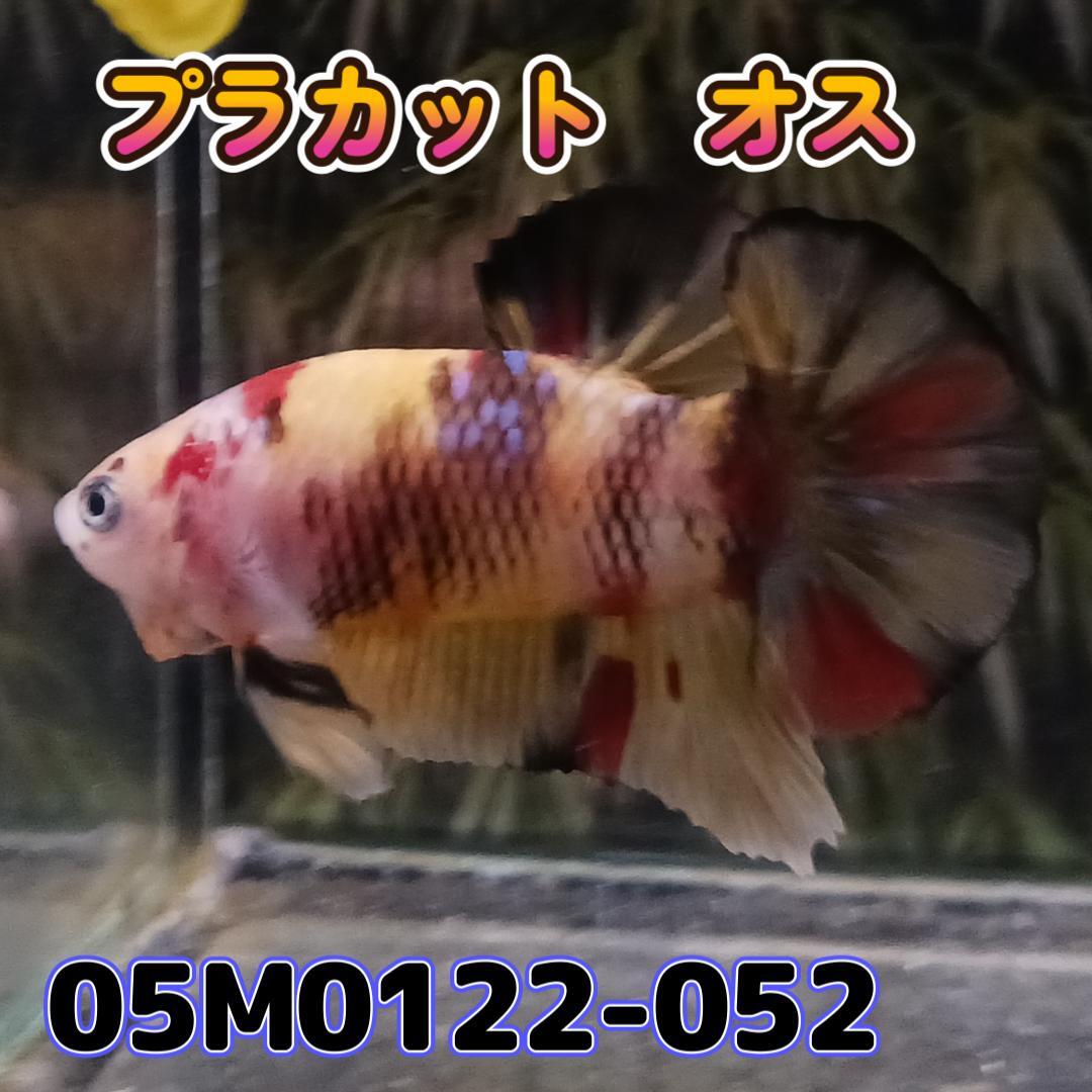 ベタ　プラカット　オス　ニモ　05M0122-052　生体　熱帯魚_画像1