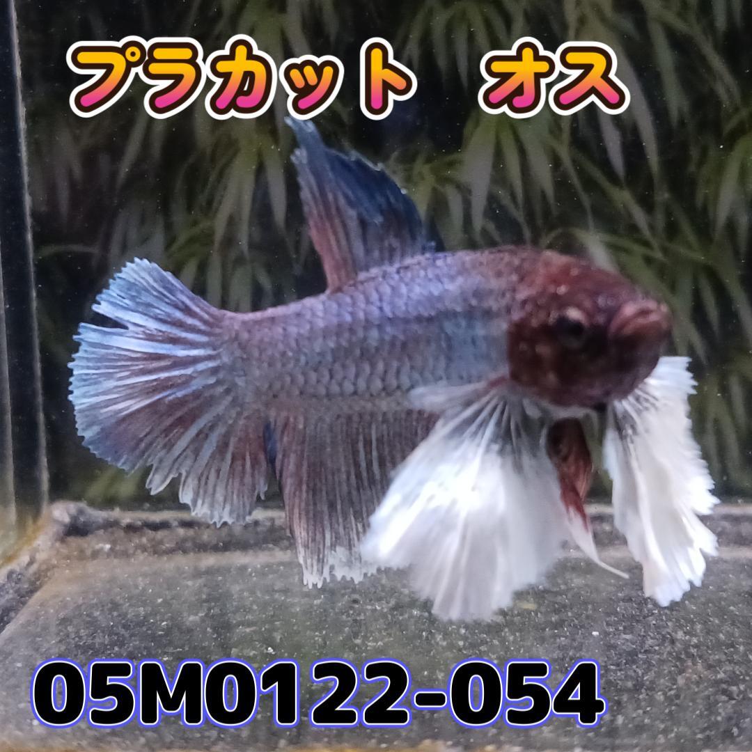 ベタ　プラカット　オス　ダンボ　05M0122-054　生体　熱帯魚_画像2