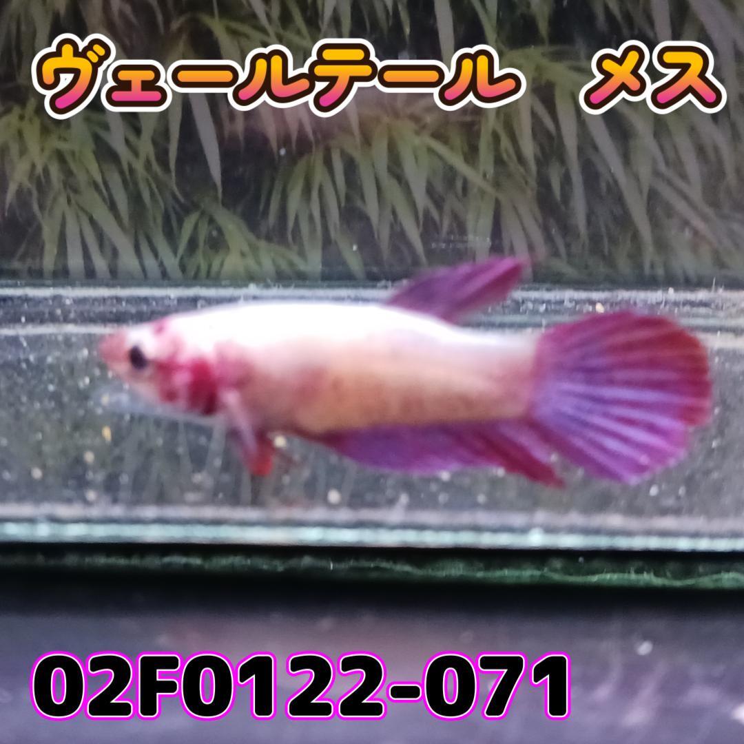  betta veil tail female 02F0122-071 traditional tropical fish organism 