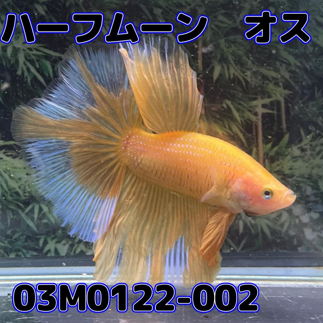 ベタ　ショーベタ　オス　イエローバタフライ　03M0122-002　ハーフムーン　生体　熱帯魚_画像2