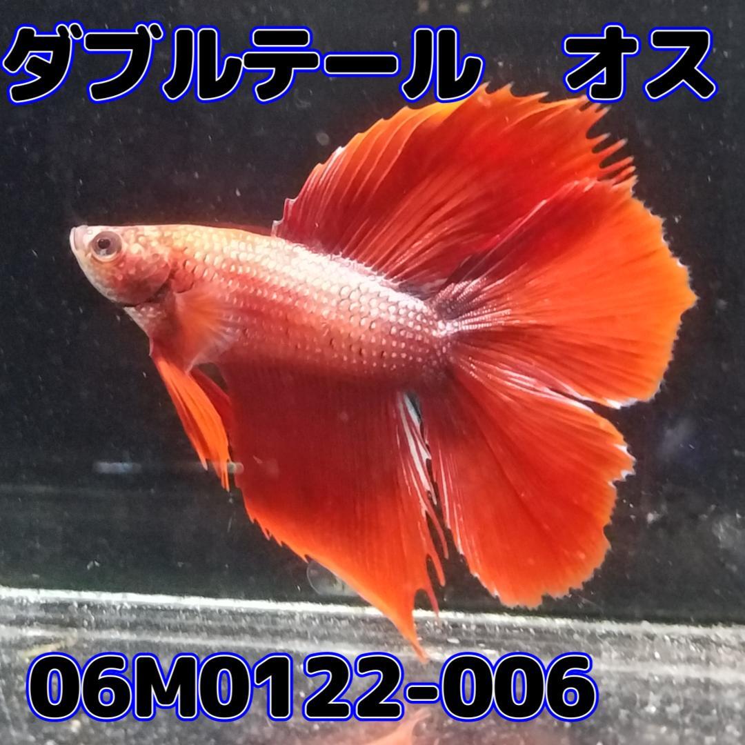  betta double tail male red 06M0122-006 full moon organism tropical fish 