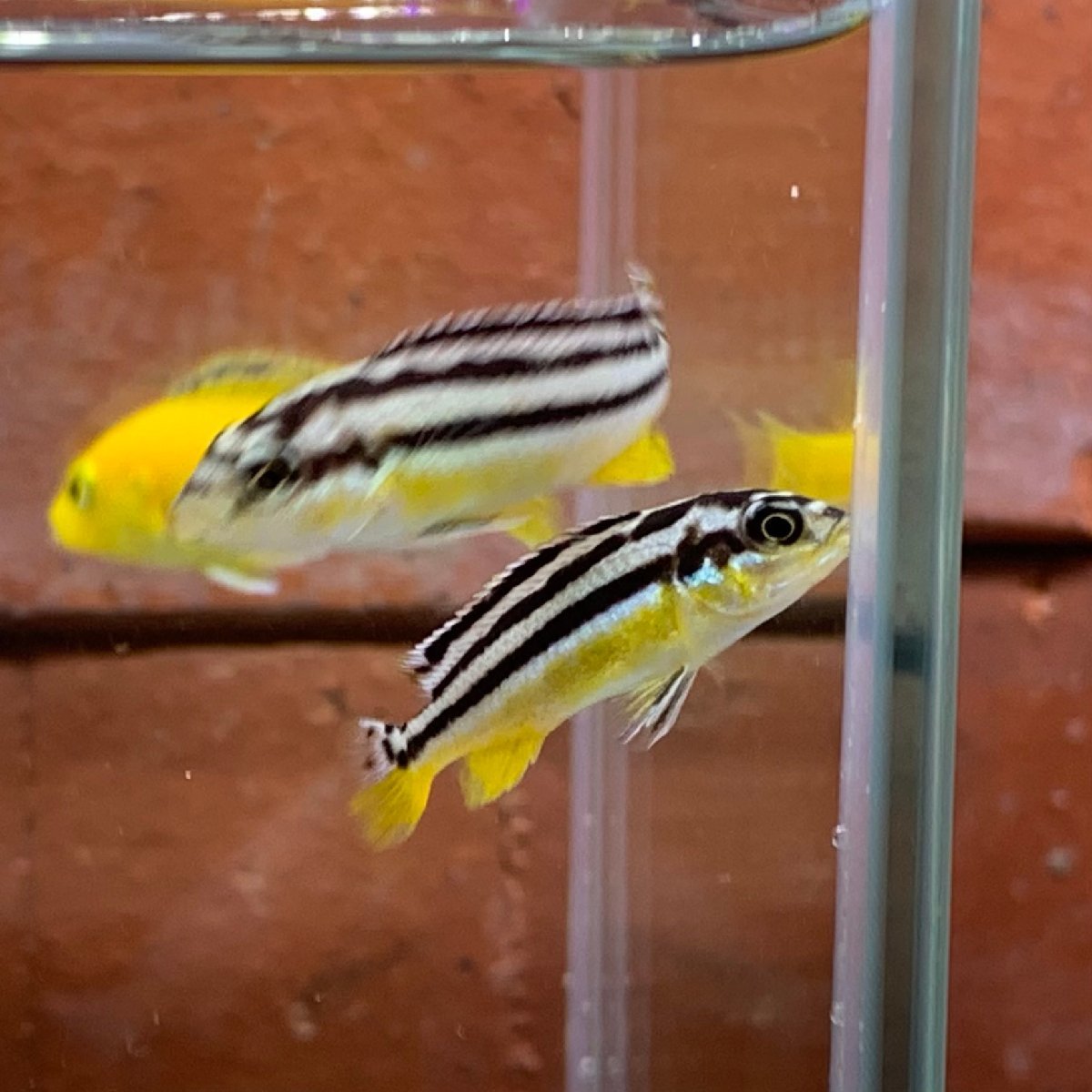 熱帯魚　イエローストライプシクリッド　3匹　※カラー/雌雄の指定不可　アフリカンシクリッド_画像2