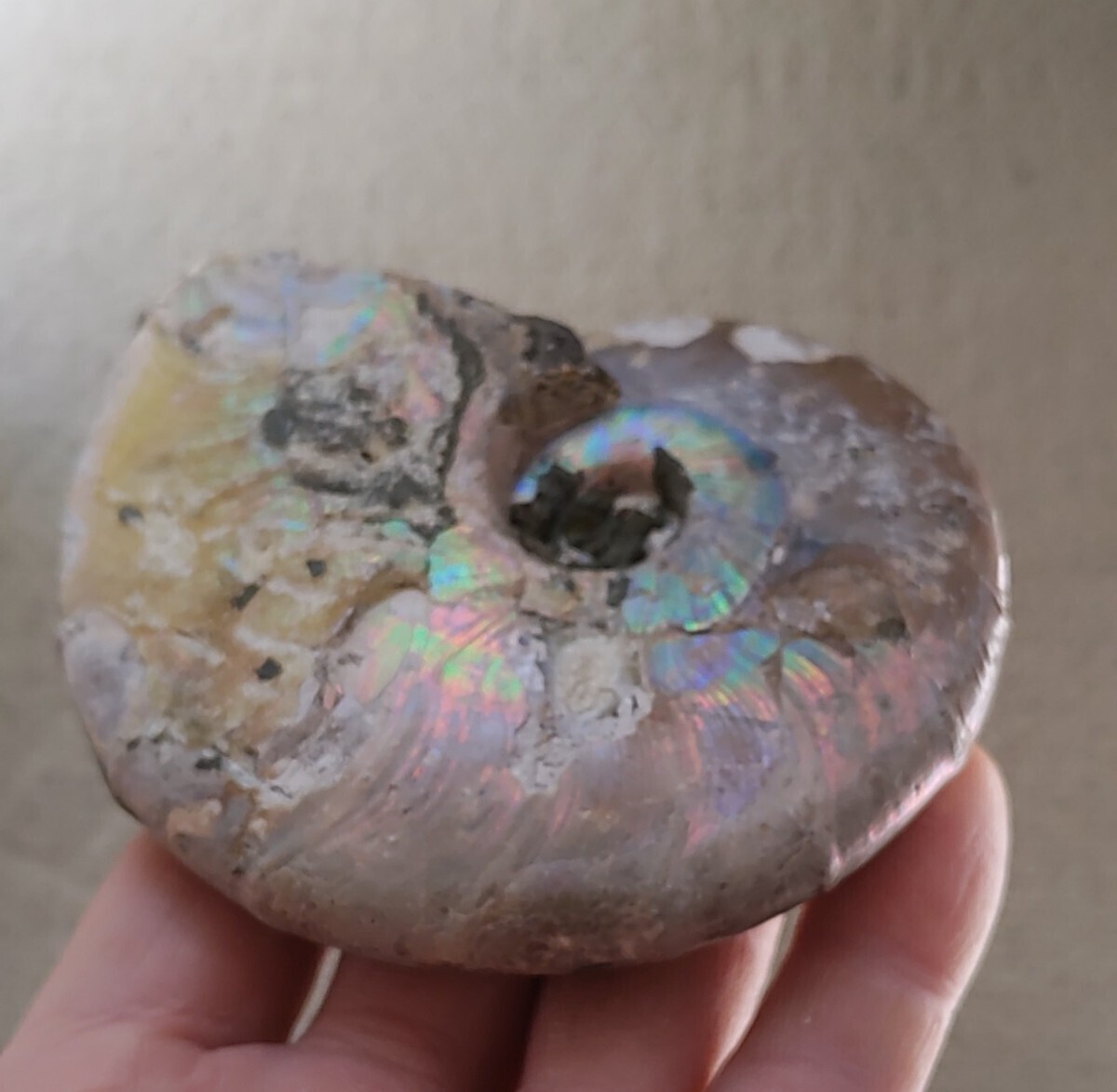 アンモナイト 大型　化石 鉱物 原石 虹色_画像5