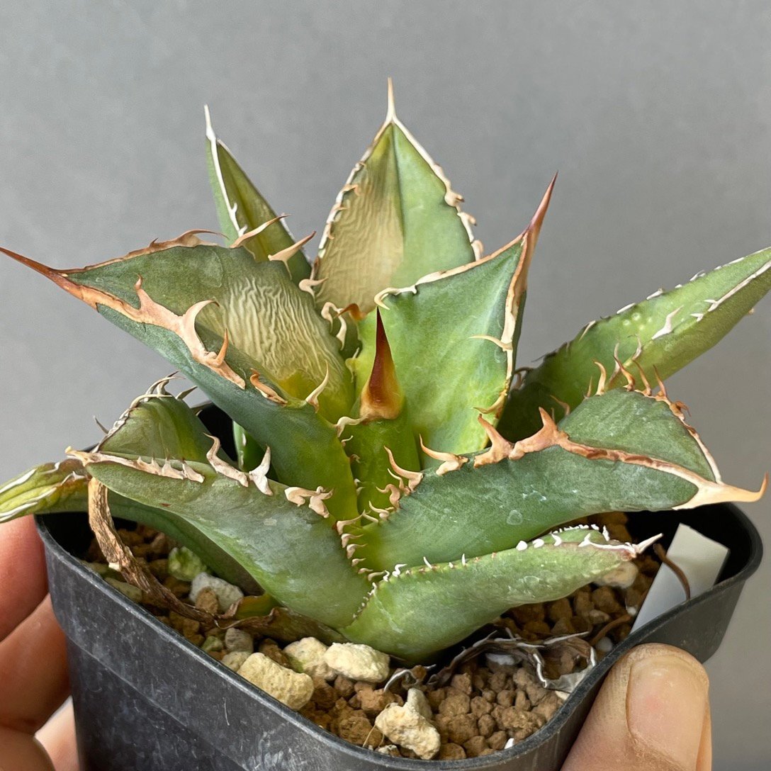 オリジナル 子株 特特選 チタノタ  オテロイ ７cm  オアハカ産 ２世 CTSP-01 | CACTUS.TOKYO の画像8