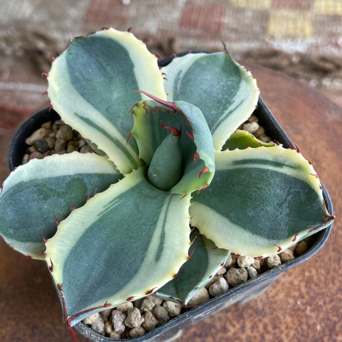 レアレア パリー トランカータ  10cm  オリザバ 斑入り  | CACTUS.TOKYO |  の画像3