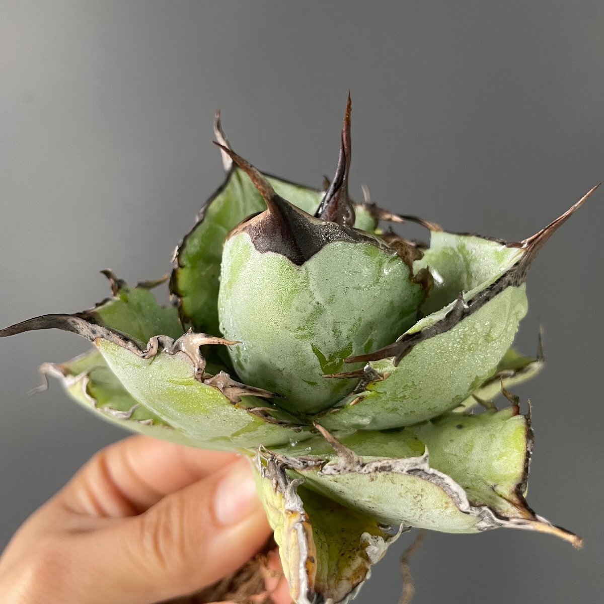 特選 短葉 輸入株 チタノタ ブルー 実生  11cm  米国産 | CACTUS.TOKYO の画像6