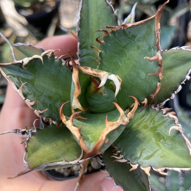 選抜 裏棘 レッドキャットウィーズル オテロイ チタノタ ９cm | CACTUS.TOKYOの画像4