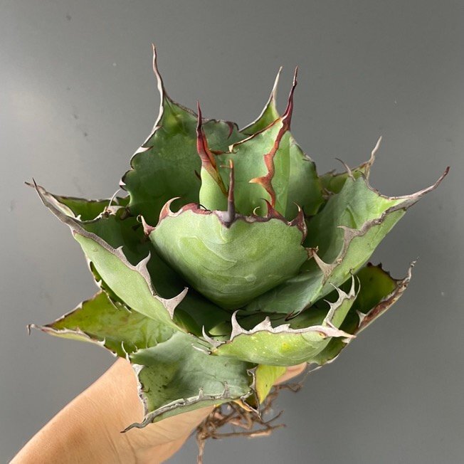 選抜 輸入株 ハイブリッド ブルーグロウ パラサナ  ２３cm  米国産 | CACTUS.TOKYO （陽炎タイプ）の画像3