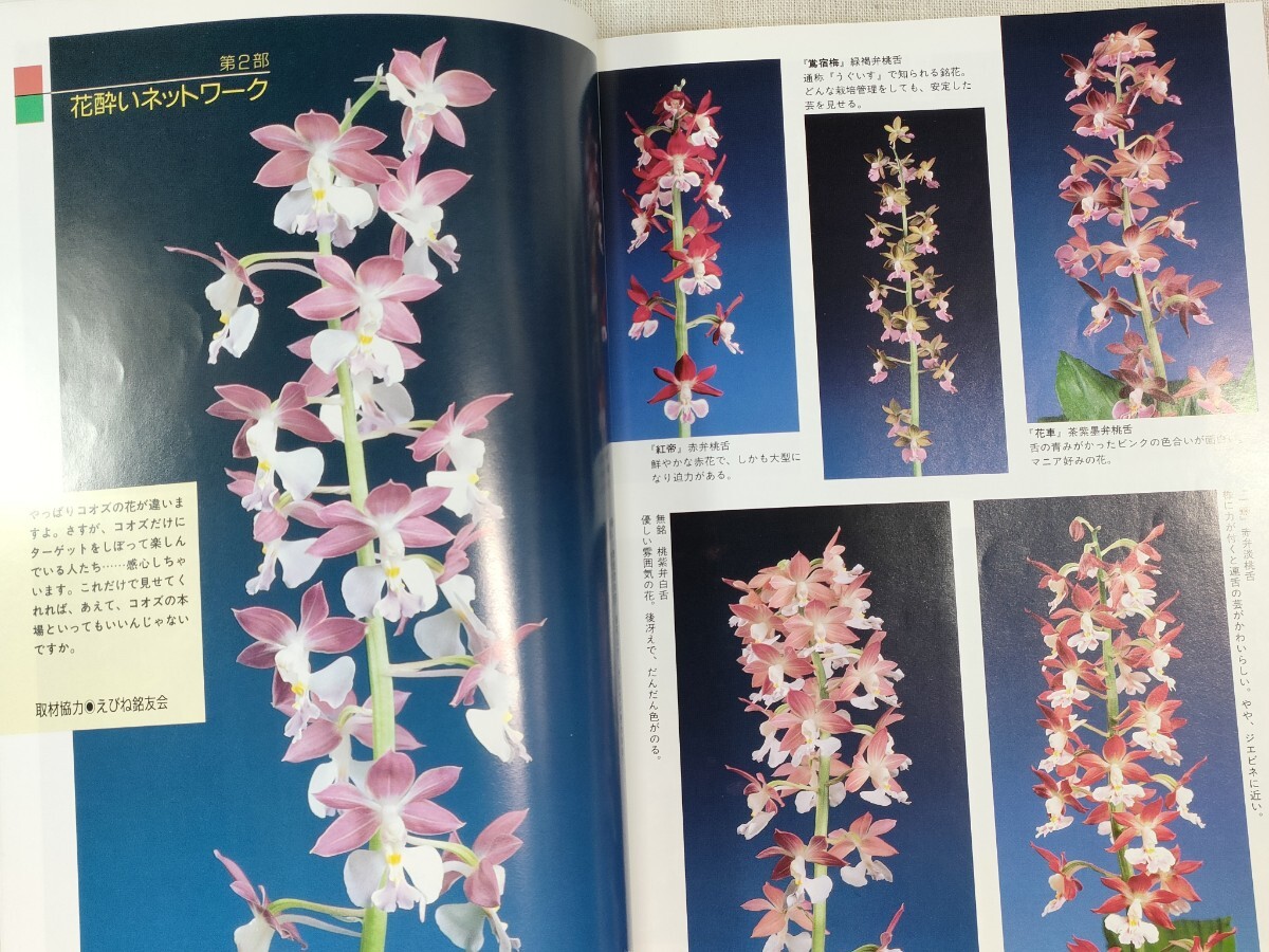  природа .. сырой Ran 1996 год 5 месяц номер | цветок ..wakwakko oz сообщение | весна орхидея роскошный 2 игра в четыре руки | десять тысяч лист. - mayuu| еда насекомое растения. бог .| number ngi cell другой 