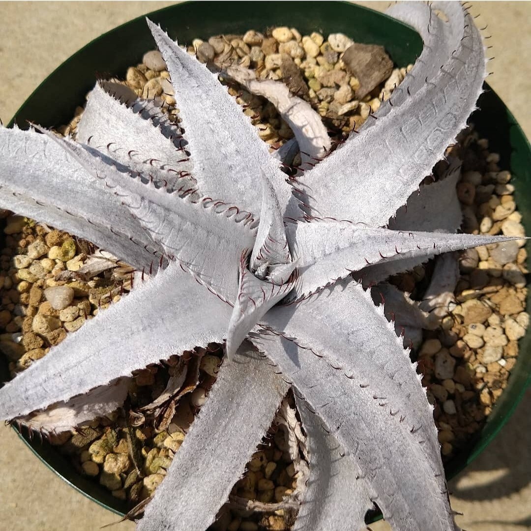 ディッキア Dyckia braunii x ('White Whiskers' x TC BBB)_親株。出品株ではありません。