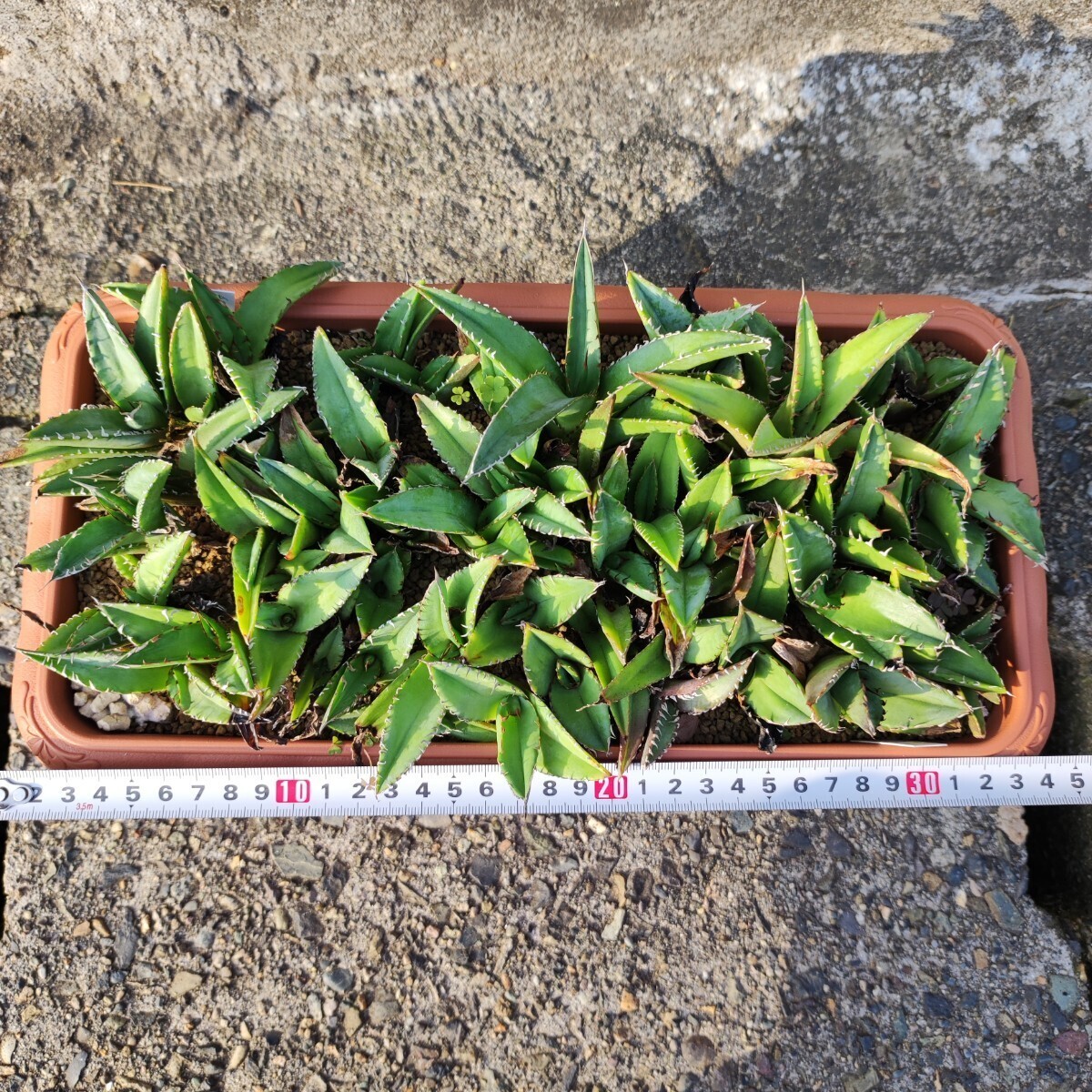 アガベ チタノタブルー フロム メキシコ 実生 Agave titanota blue from mexicoの画像3