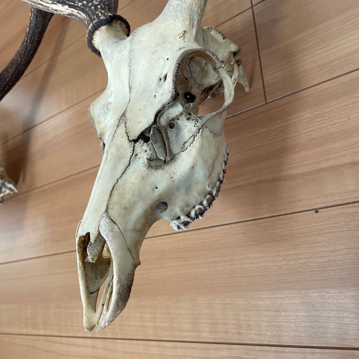 頭骨付きの鹿の角 ハンティングトロフィー 壁飾り ツノ 頭蓋骨 剥製 標本 壁掛け オブジェ ツノ4本 頭蓋骨付き2体 まとめ売りの画像8