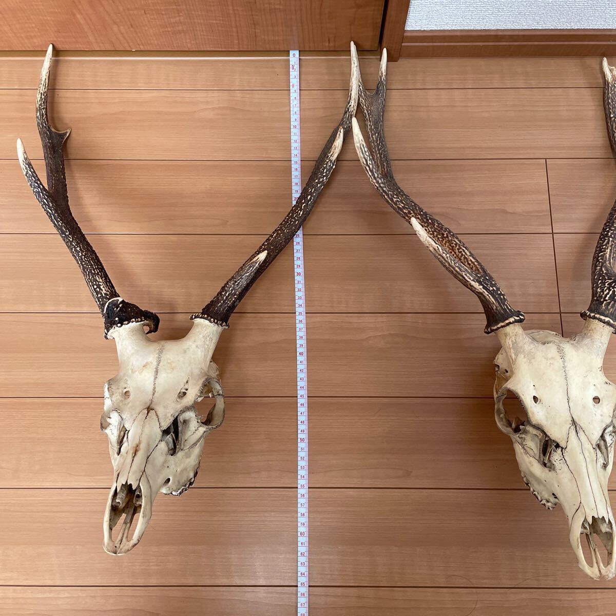 頭骨付きの鹿の角 ハンティングトロフィー 壁飾り ツノ 頭蓋骨 剥製 標本 壁掛け オブジェ ツノ4本 頭蓋骨付き2体 まとめ売りの画像2