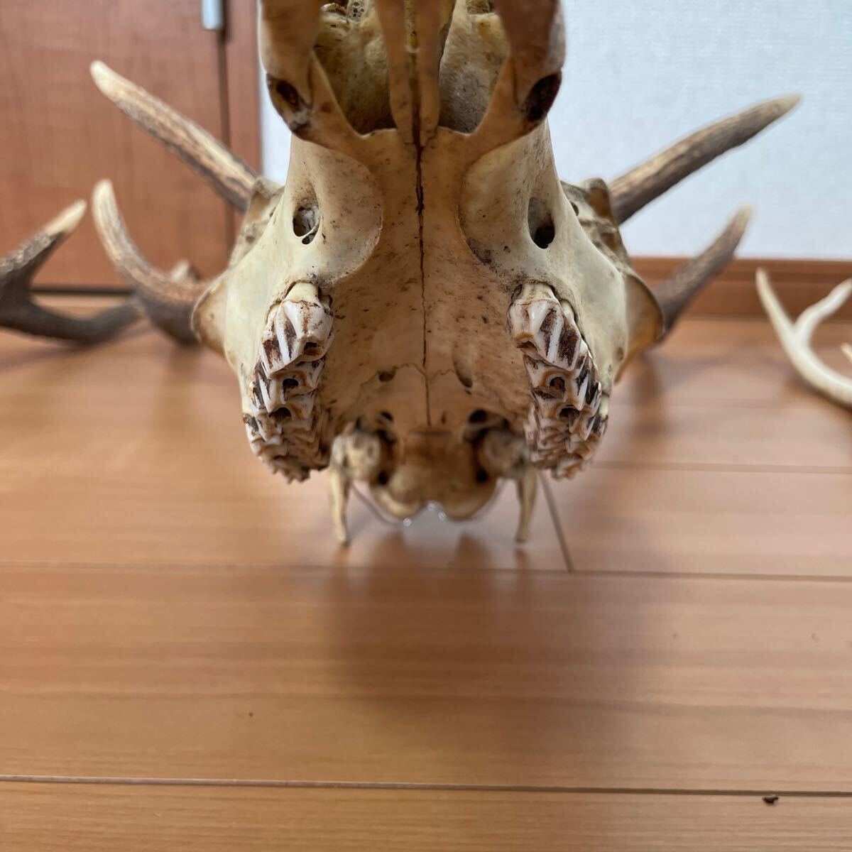 頭骨付きの鹿の角 ハンティングトロフィー 壁飾り ツノ 頭蓋骨 剥製 標本 壁掛け オブジェ ツノ4本 頭蓋骨付き2体 まとめ売りの画像9