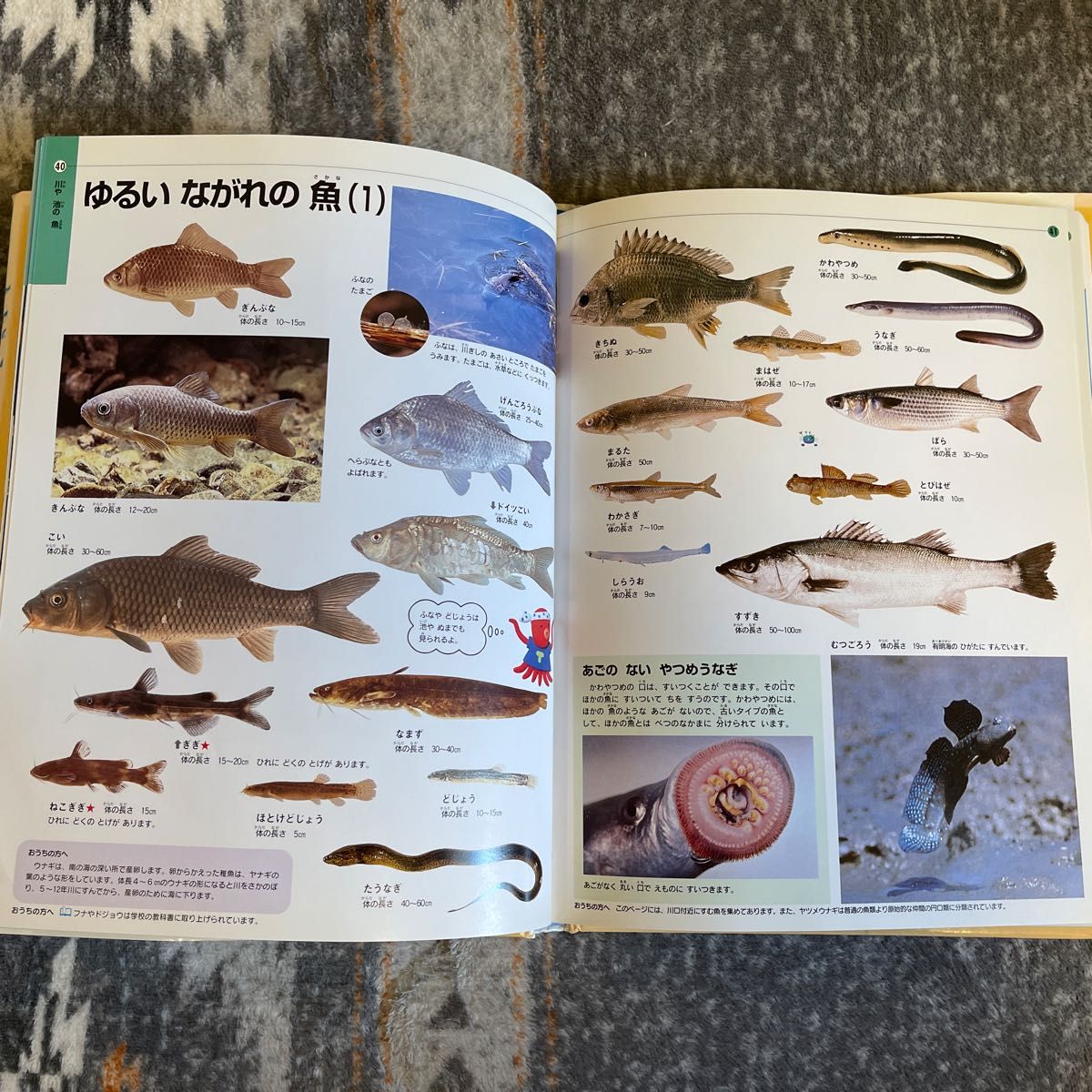 さかな （ふしぎ・びっくり こども図鑑） 荒賀 忠一｜Yahoo