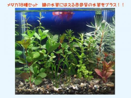 *me Dakar . Tetra oriented aquarium. 18 kind water plants set *