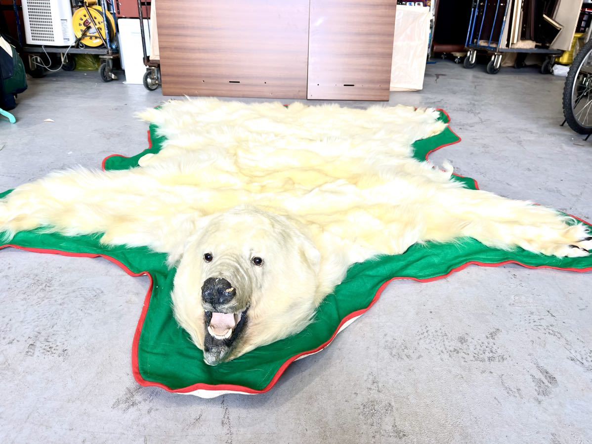 希少品 白熊 北極熊 ホッキョクグマ 剥製 敷物 毛皮 カーペット センターラグ 絨毯 全長230cm 幅190cm 美術品 ラグマット 爪すべて有りの画像2