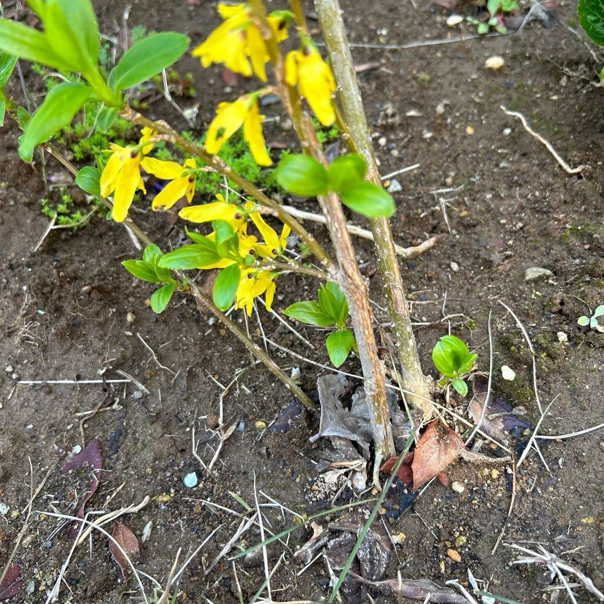 レンギョウ苗木2本　20センチ前後の苗　庭の低木　バナナのような可愛い小花　春を告げる花
