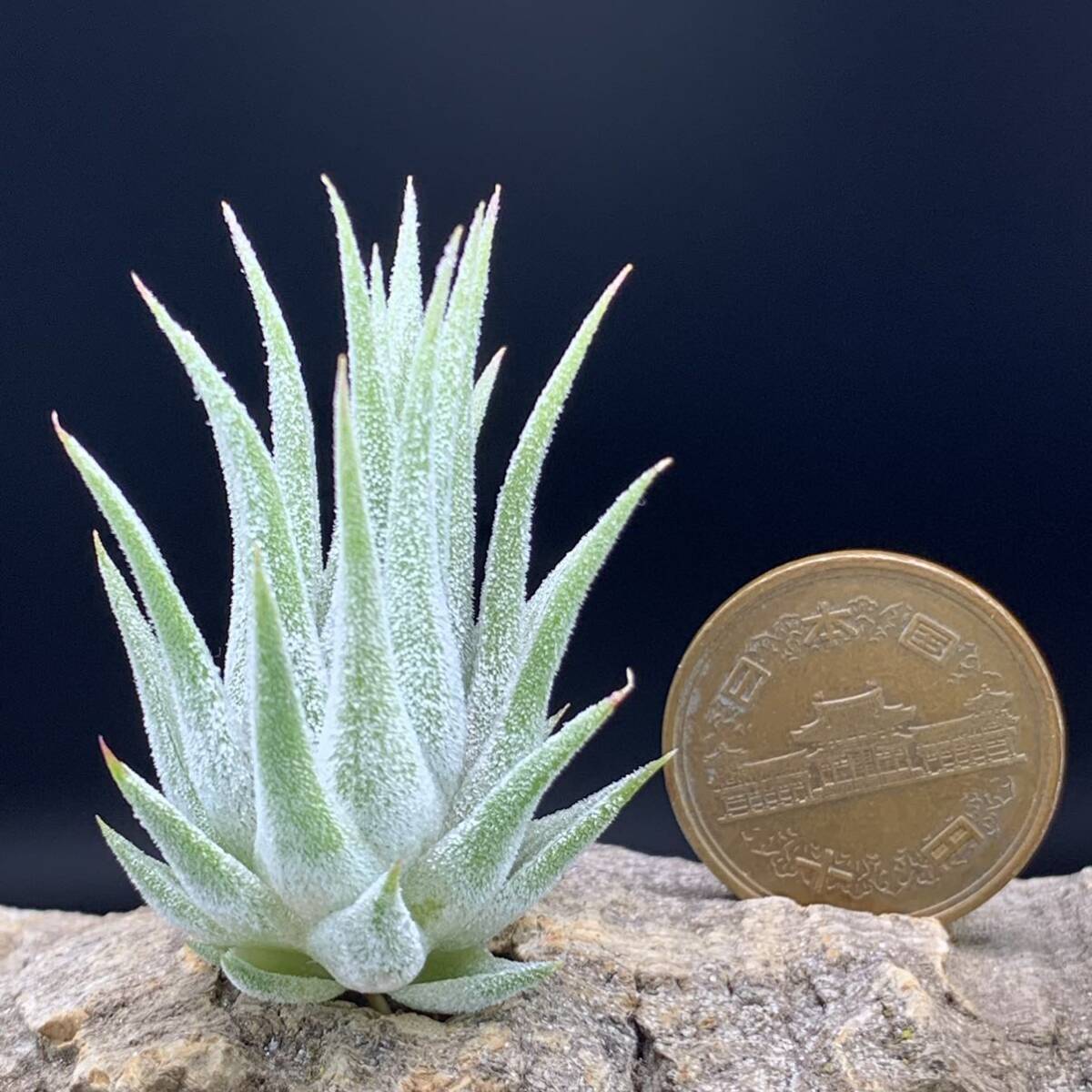 Tillandsia ‘Hawaiian Lavender’ チランジア ハワイアンラベンダー ティランジア ionantha イオナンタ ブロメリア_画像5