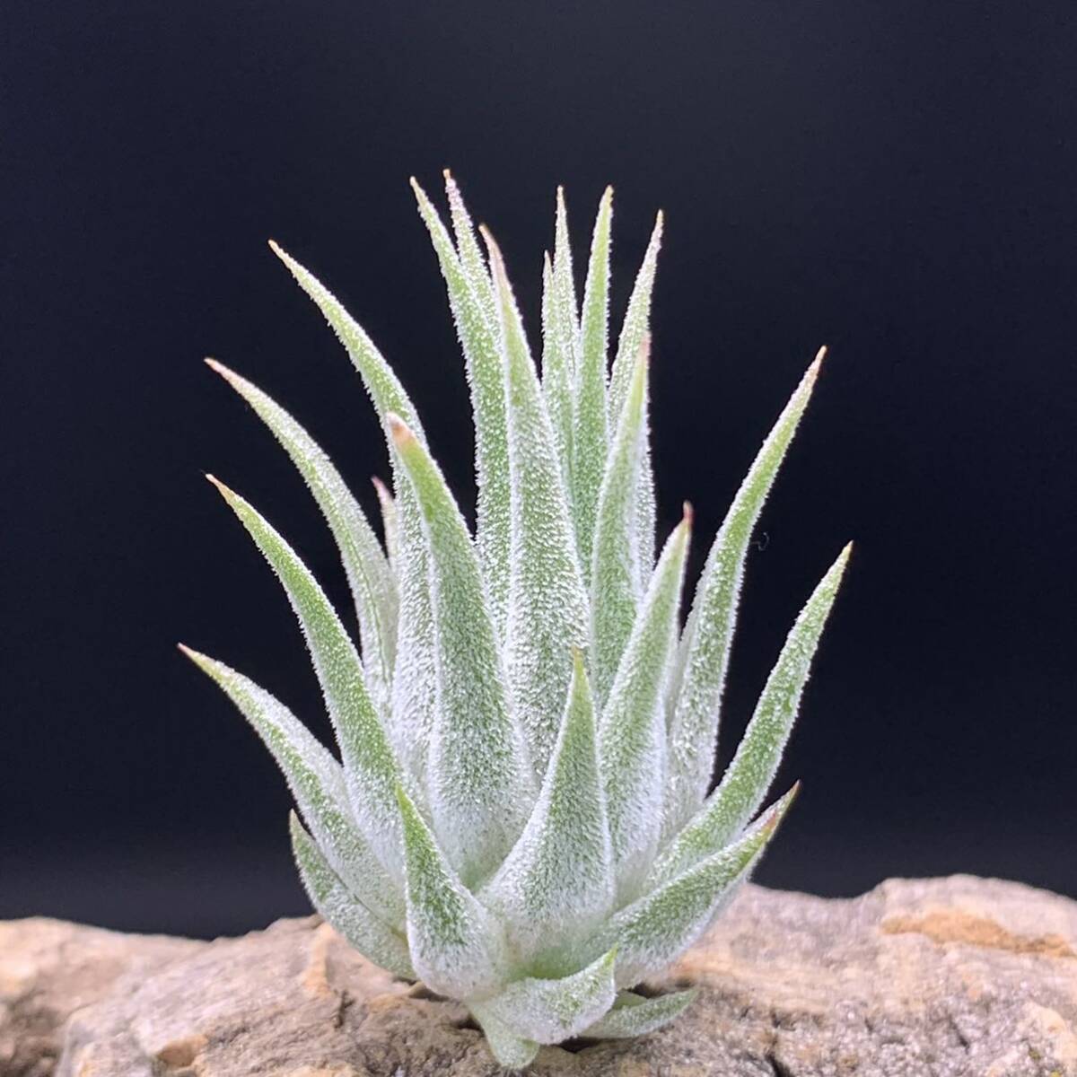 Tillandsia ‘Hawaiian Lavender’ チランジア ハワイアンラベンダー ティランジア ionantha イオナンタ ブロメリア_画像3