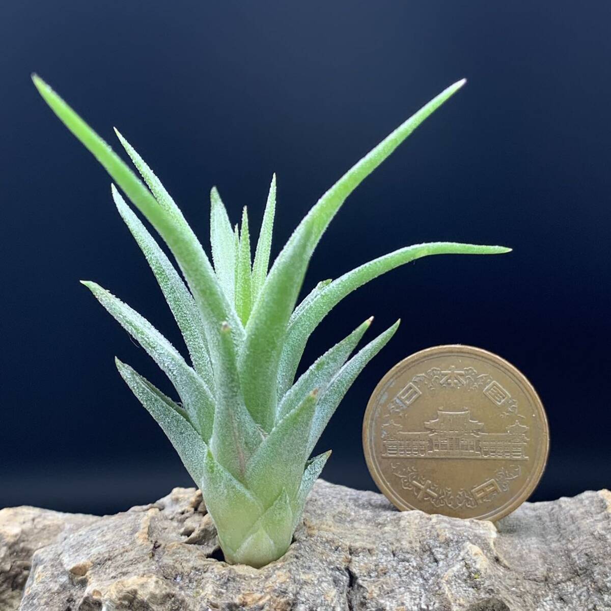 Tillandsia 'Celtic Spire' チランジア セルティックスパイアー ionantha イオナンタ ティランジア_画像5