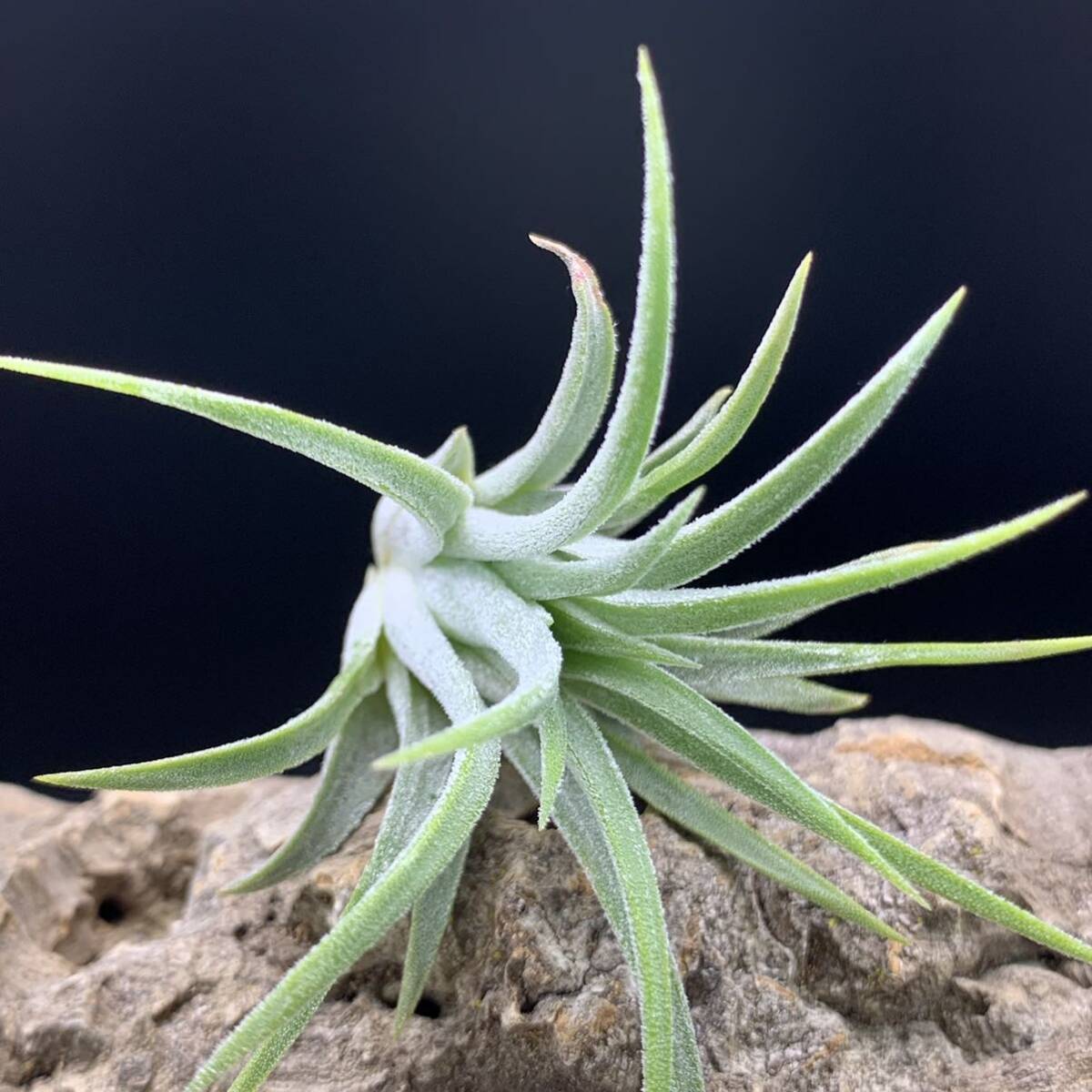 Tillandsia ionantha ‘snow man’ ex.Franz Groover チランジア イオナンタ スノーマン ティランジア_画像6