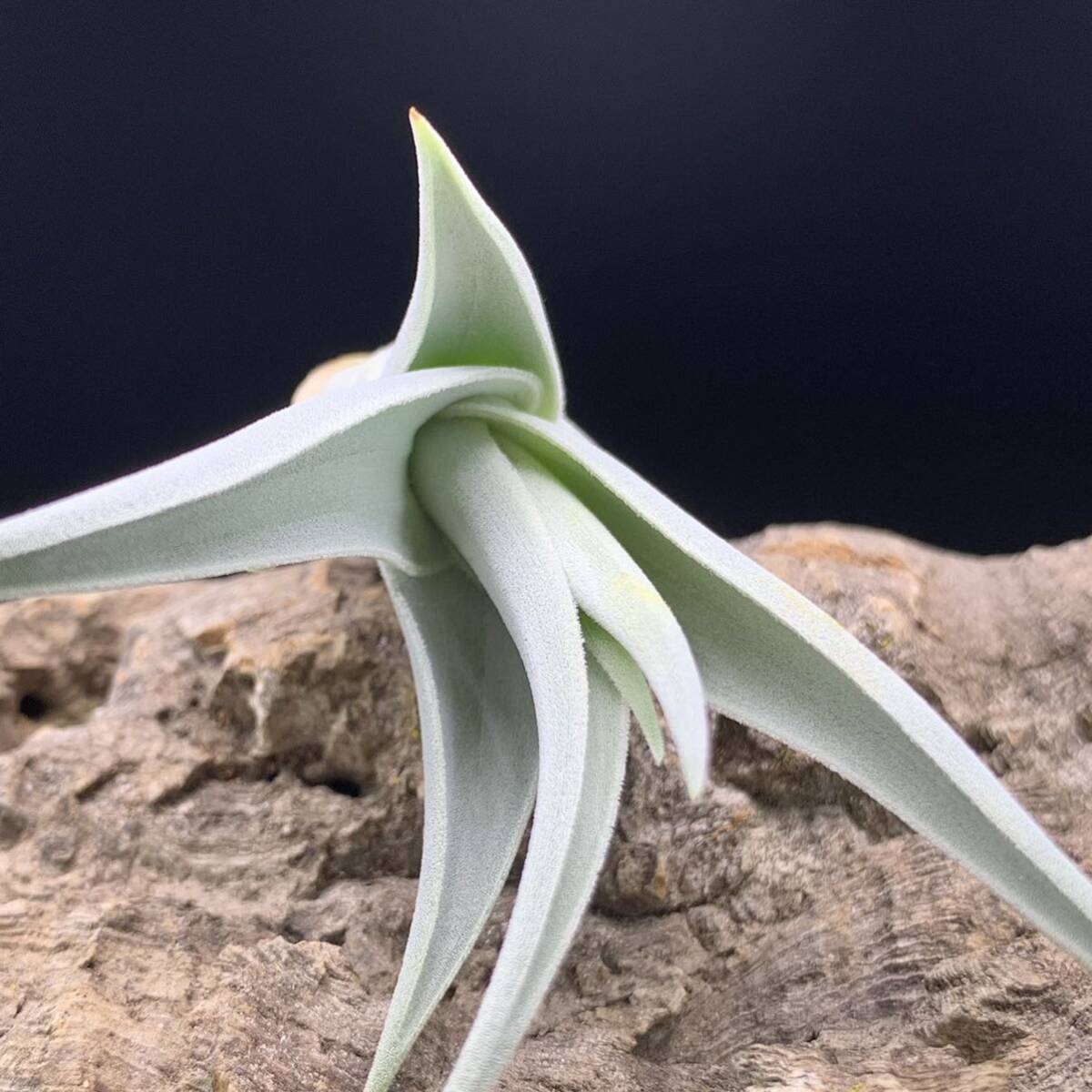 Tillandsia barfussii ‘Large Clone’ チランジア バルフシー ‘ラージクローン’ ティランジア_画像6