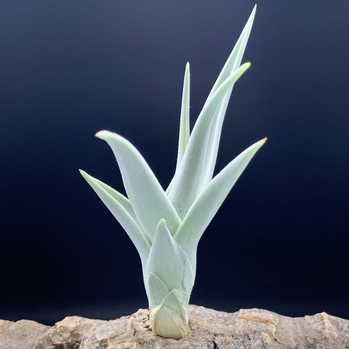 Tillandsia barfussii ‘Large Clone’ チランジア バルフシー ‘ラージクローン’ ティランジア_画像3