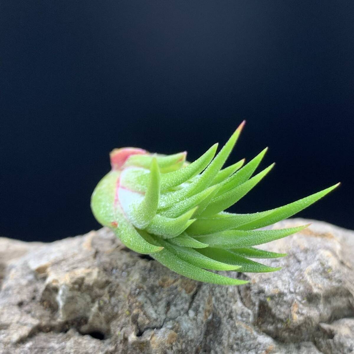 Tillandsia ‘Mindset’ (T. ionantha Mexico No.0795) チランジア マインドセット ティランジア イオナンタ ブロメリア_画像6