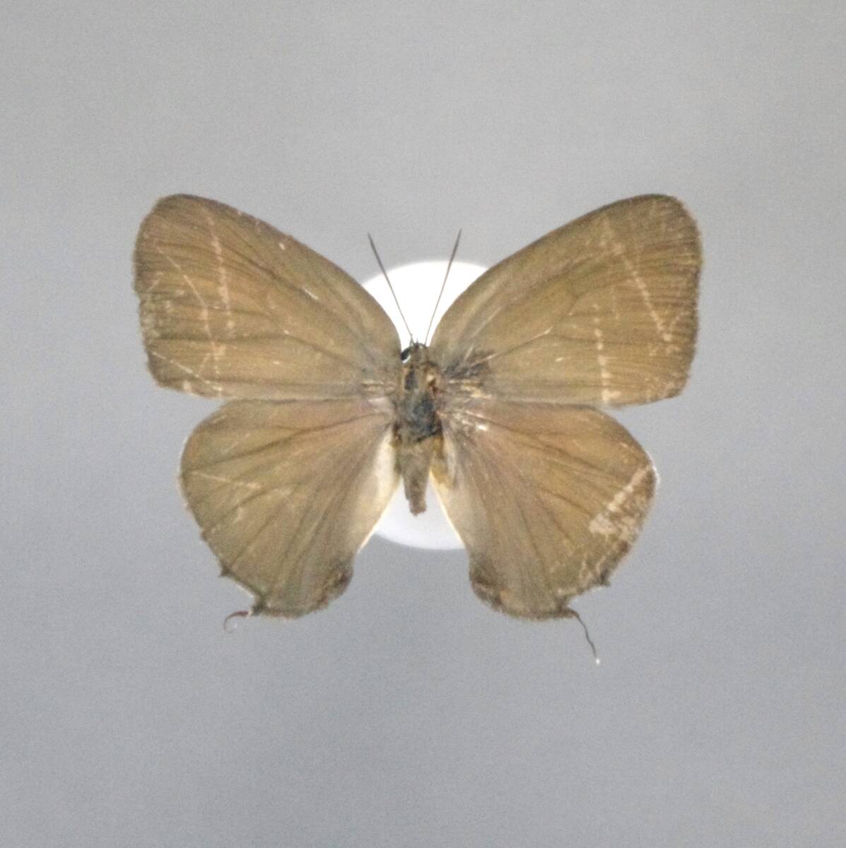 ポルカベニチラシシジミ♂ 裏展翅品 Peru蝶標本_画像2