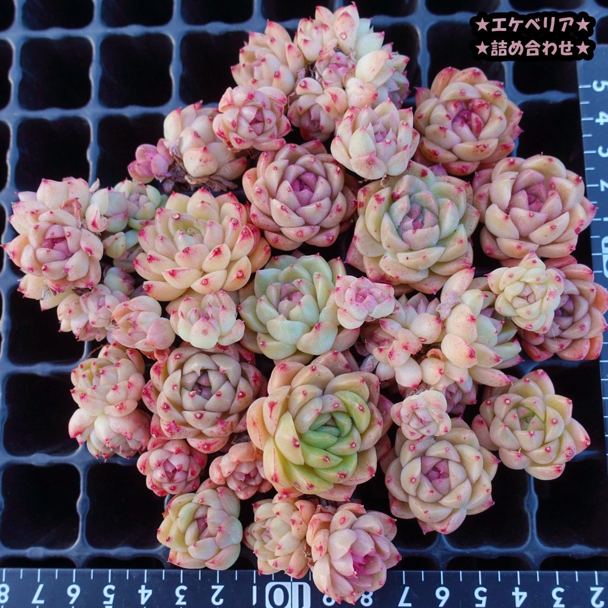 韓国苗 多肉植物 エケベリア 麦わら 丼ぶりセット|Yahoo!フリマ 韓国苗 多肉植物 エケベリア 麦わら 丼ぶりセット|Yahoo!フリマ