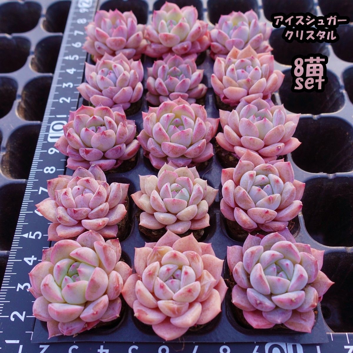 韓国苗 多肉植物 エケベリア アイスシュガークリスタル モス付き 韓国苗 多肉植物 エケベリア アイスシュガークリスタル モス付き