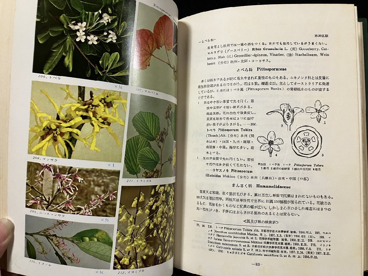 gVV. color Japan tree illustrated reference book Showa era 51 year work * Okamoto Shougo ..* north . four . Hoikusha /A21