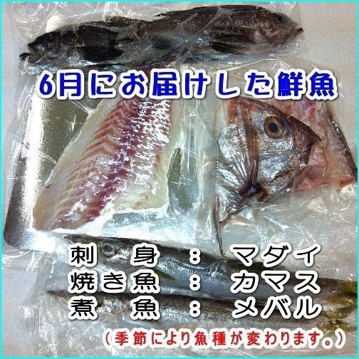  easy fresh fish set 5 portion sashimi /. fish /. fish to under processing ending . fresh fish postage included . from direct delivery . peace sea. . wholesale store 