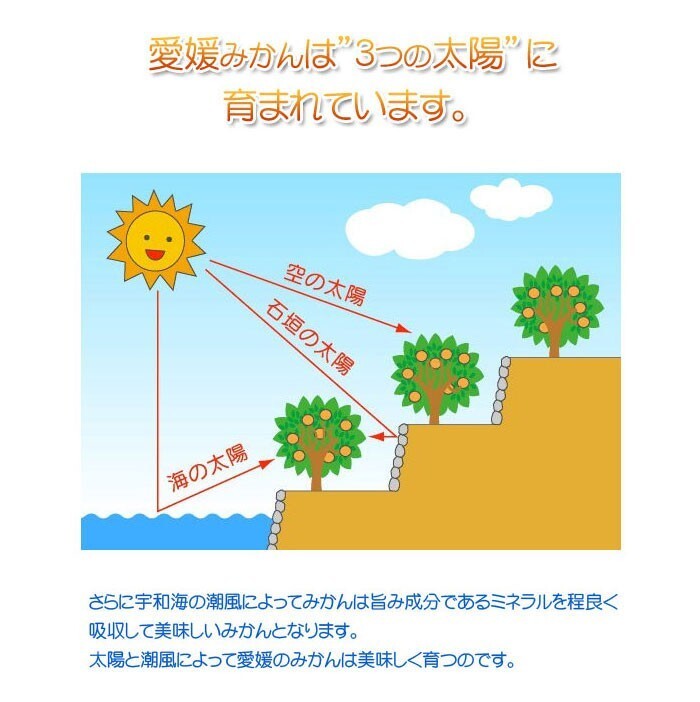 土佐文旦 家庭用 4kg サイズ不揃い 愛媛 宇和島 吉田産 農地から直送 送料無料 北海道/沖縄/東北は別途送料 宇和海の幸問屋_画像10