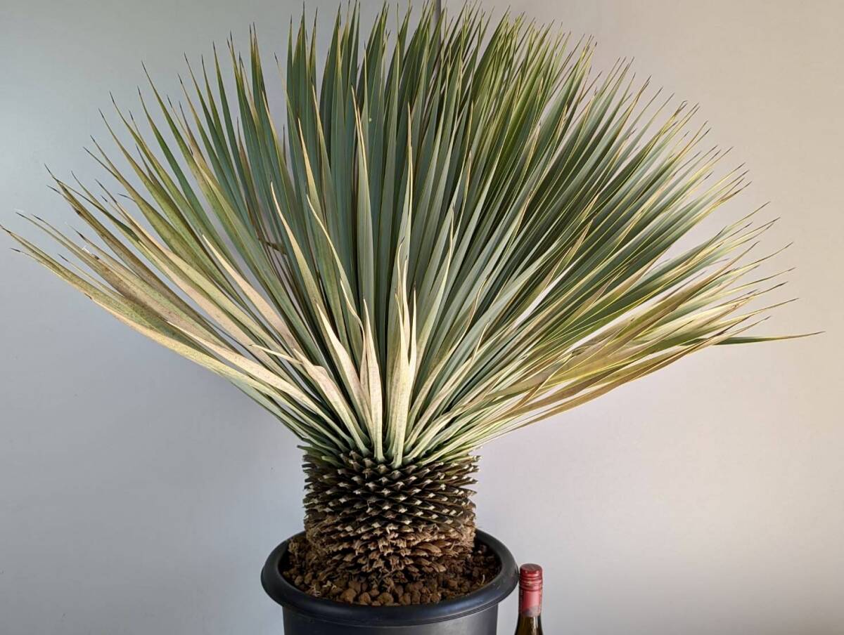 Yahoo!オークション - 極太 yucca rostrata ユッカ ロストラータ
