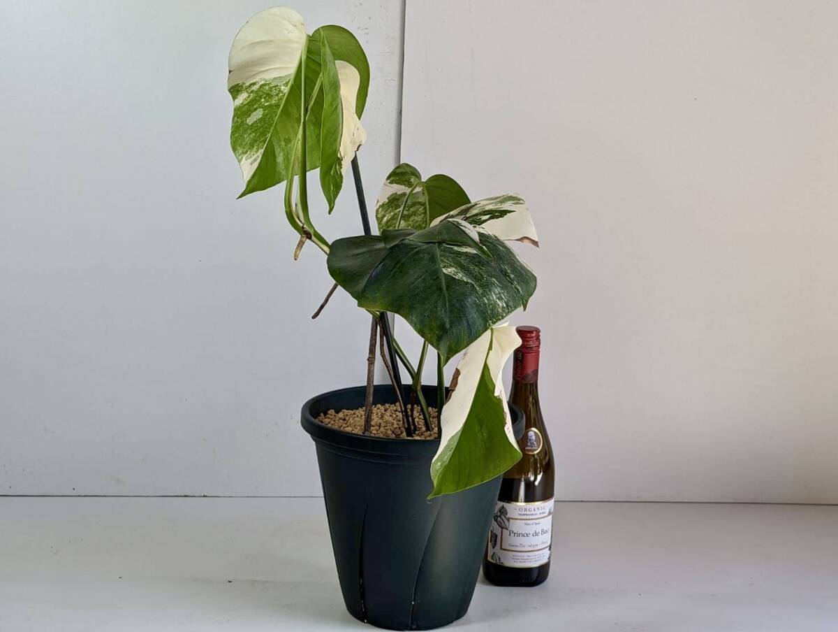 美斑入り　monstera albo　モンステラ　アルボ　No.61_画像7