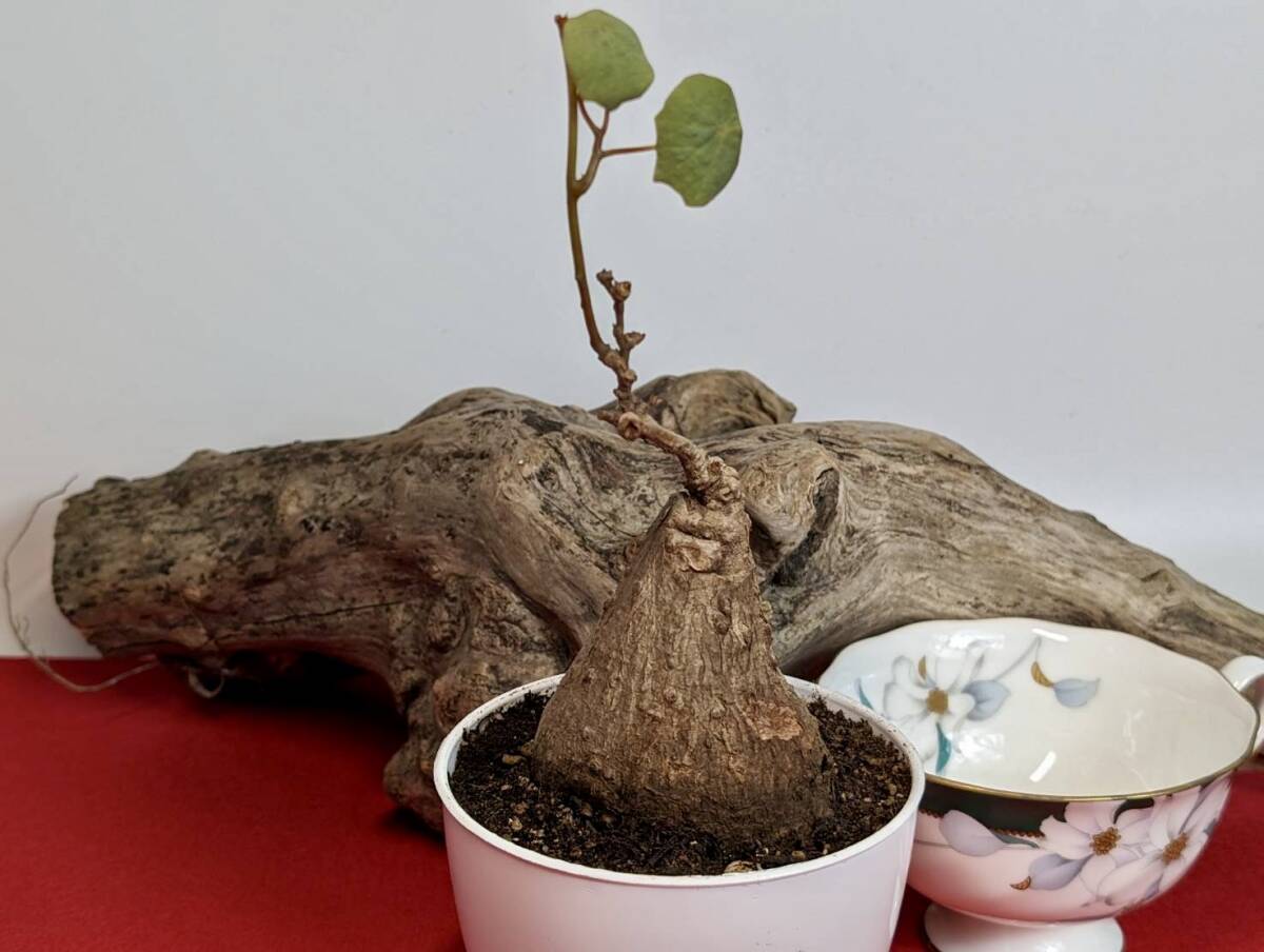 . root plant stephania venosa stereo faniavenosako- Dex X-11