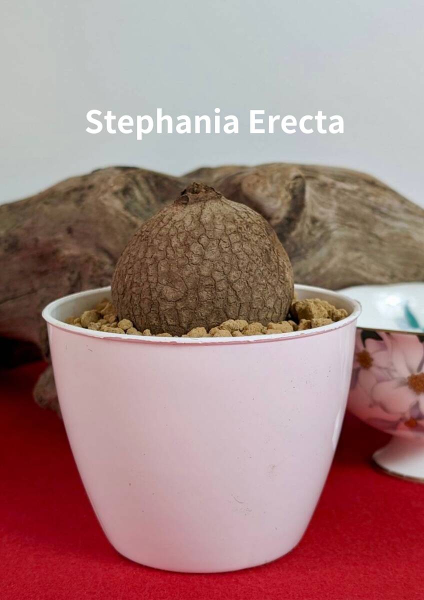 . root plant stephania erecta stereo faniaerek octopus - Dex No 04