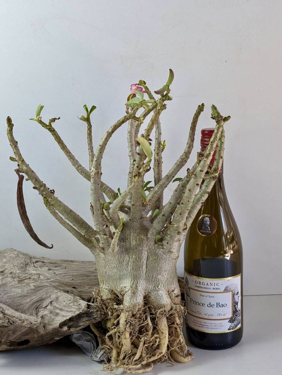 珍しい種付き 塊根植物 アデニウム アラビカム adenium arabicum オクトパス 重量級 No18の画像4