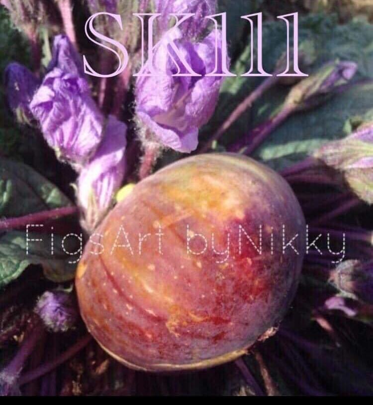Yahoo!オークション - 超希少イチジク SK111 穂木 Yahoo!オークション - 超希少イチジク SK111 穂木