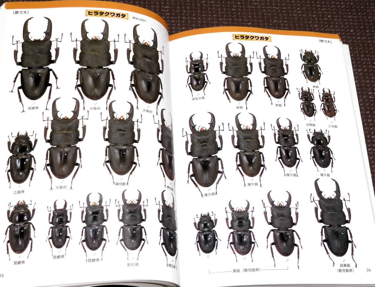 postage profit! color illustrated reference book stag beetle * rhinoceros beetle Perfect guide 1 jpy ~