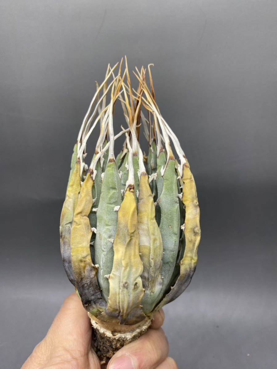 S0226-17 陽炎蕾形厚肉粗曲棘 アガベ ユタエンシス /Agave utahensisの画像2