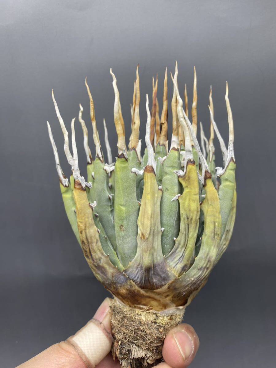 S0327-31【厳選】【超希少】陽炎蕾形厚肉粗曲棘 アガベ ユタエンシス Agave utahensis の画像2